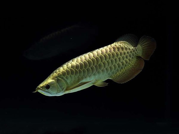 Chanthaburi2 Golden headed Arowana