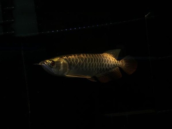 Chanthaburi2 Fine framed Golden Arowana