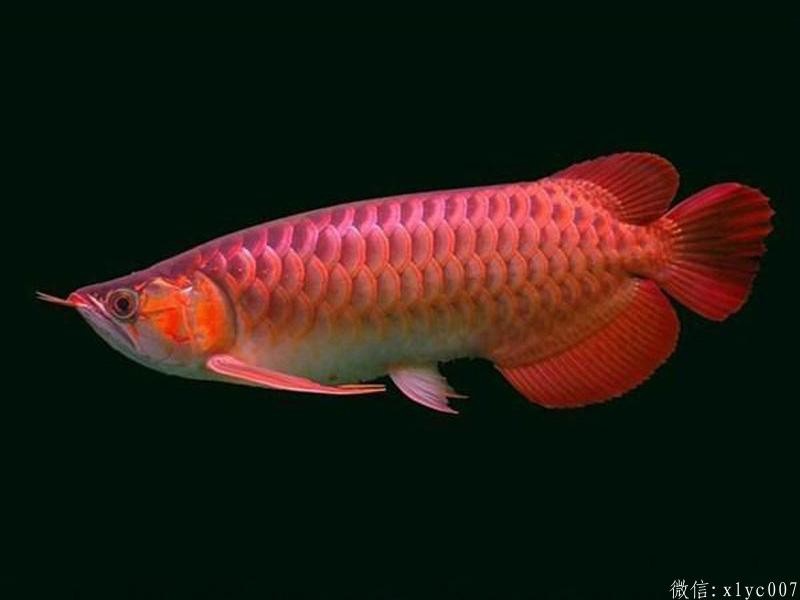 Chanthaburi2 Chili Red Arowana