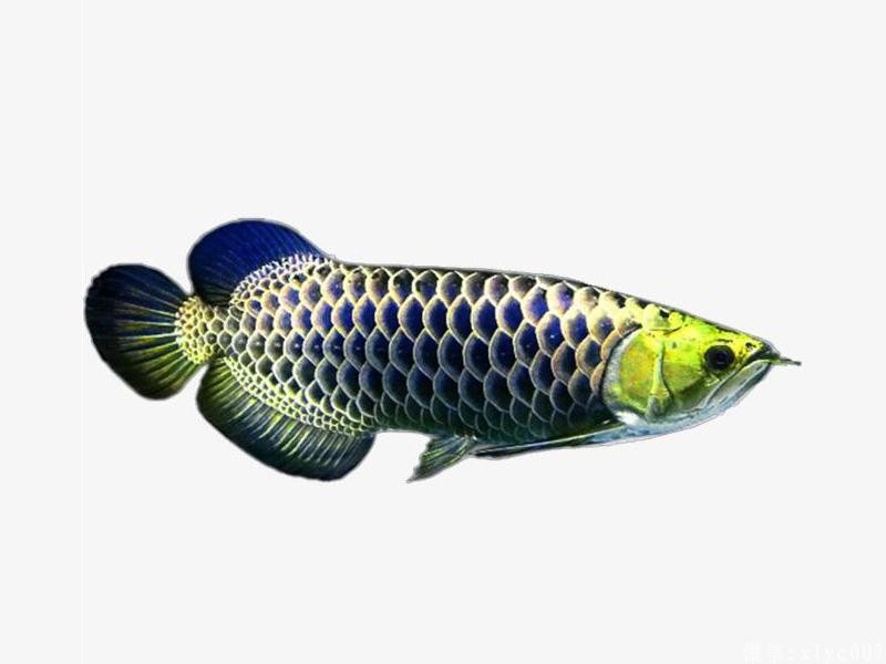 Chanthaburi2 Gold-headed blue background gold arowana