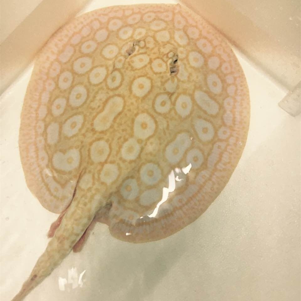 Chanthaburi2 ALBINO PEARL STINGR